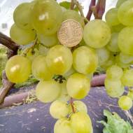 Саженец Виноград (привитый) Барс в контейнере